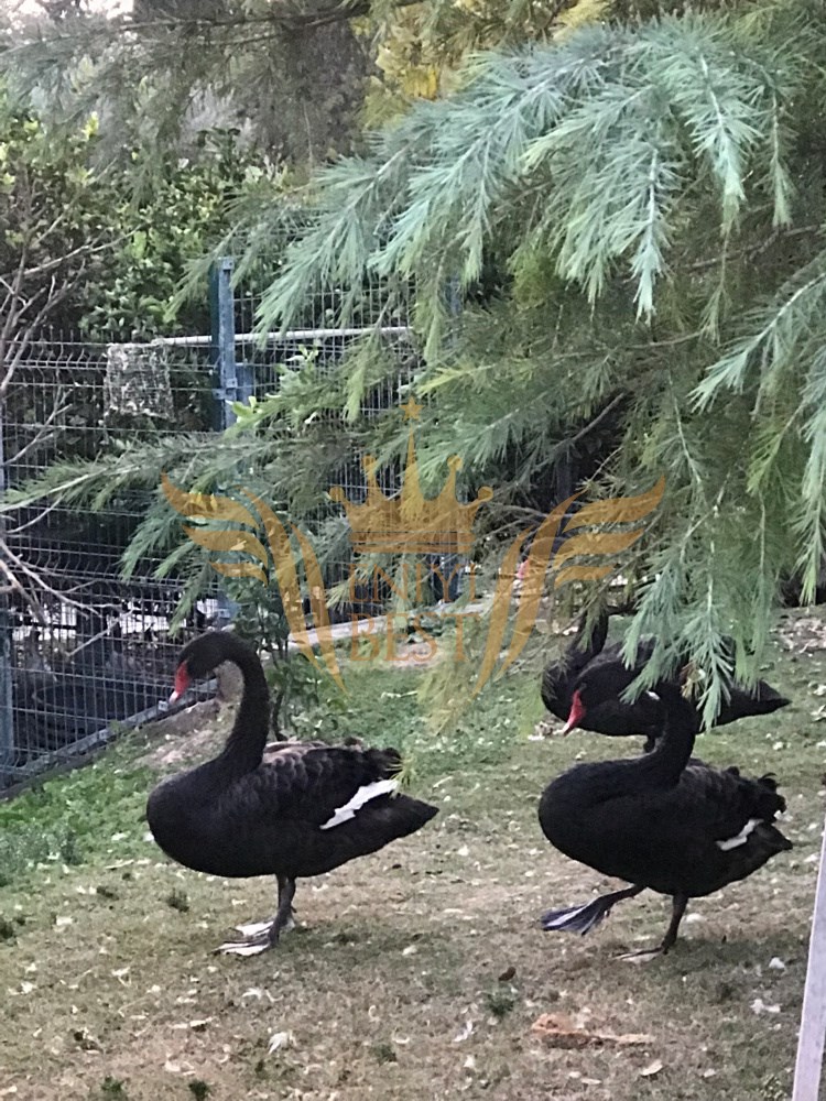  Dış Mekan, Bahçe,